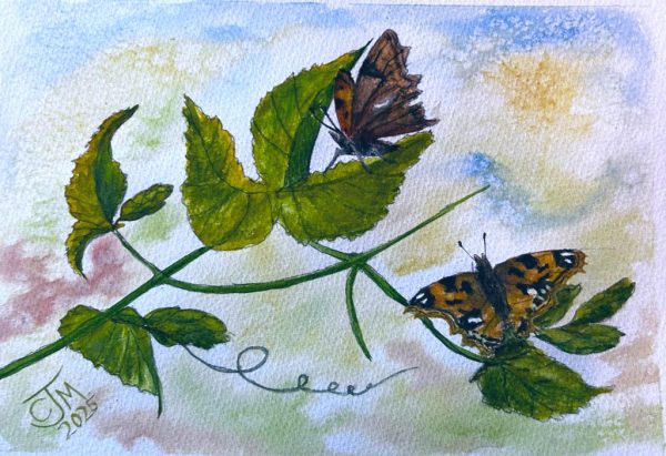 0177 - No. 2 – Comma Butterflies on Hops