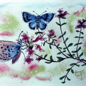0180 - No. 5 – Large Blue Butterflies on Thyme