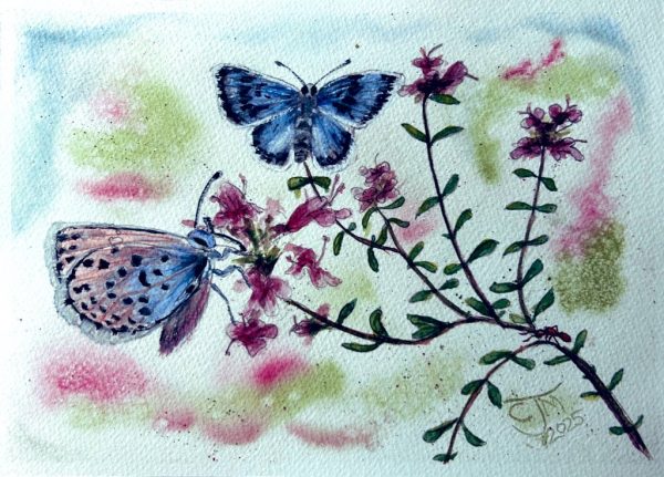 0180 - No. 5 – Large Blue Butterflies on Thyme