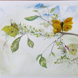 0181 - No. 6 – Brimstone Butterflies on Buckthorn