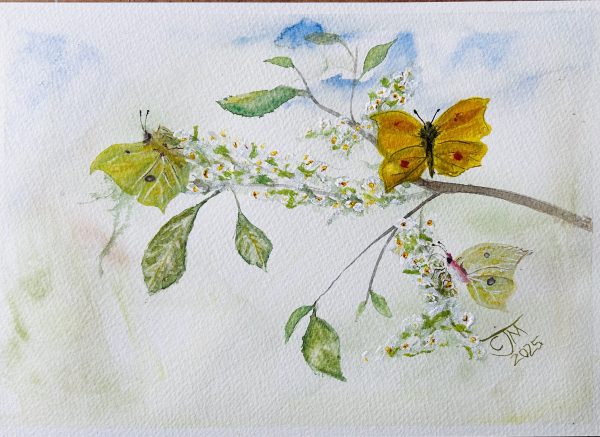 0181 - No. 6 – Brimstone Butterflies on Buckthorn